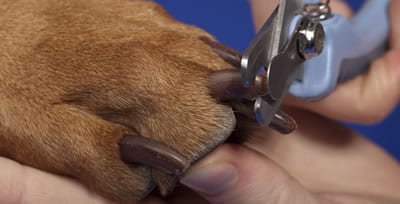 Dog wont let me clip nails