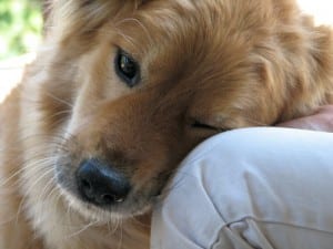 Reasons Why Dogs Become Protective of Their Owner