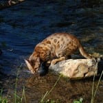 Bengal Cat Drinking