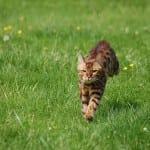 Bengal Cat Running