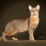 Chausie Cat at Alert