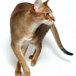 Chausie Cat