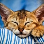 Chausie Kitten Napping