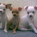 Chihuahua Pups Posing