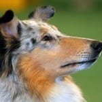 Collie Large Dog Breed