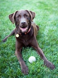 Daycare for Dogs