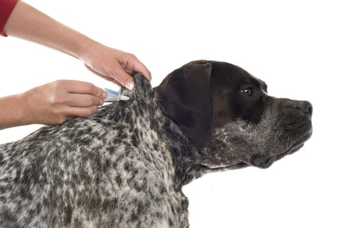 Fleas and ticks can disrupt your dog's health.