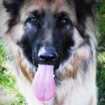 German Shepard Large Breed Dog