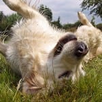 Golden Retriever Large Dog Breed