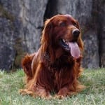 Irish Setter Large Dog Breed
