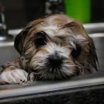 Maltese Puppy Taking Bath