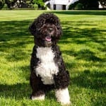 President Barack Obama's Dog Bo