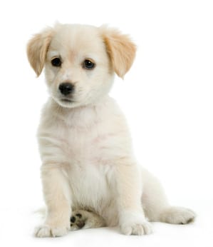 Puppy Proofing Your Home