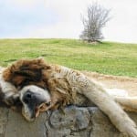 St. Bernard Large Breed Dog