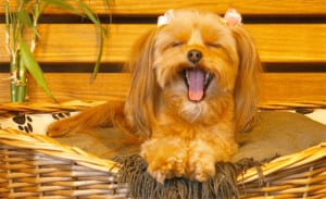 Why Dog Grooming?