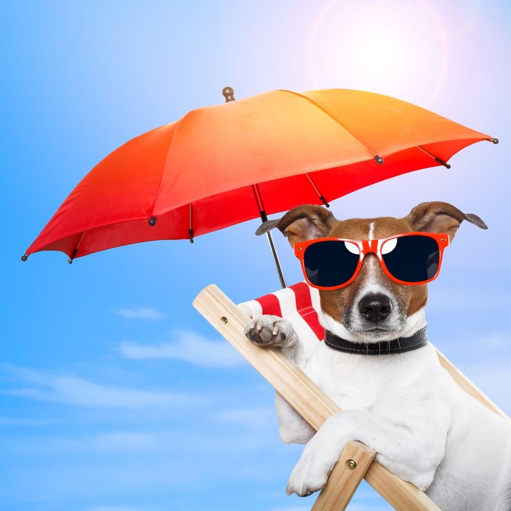 Dog With Sunglasses & Sun Umbrella