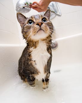 Cat Being Given a Bath