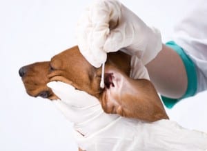 Clean your dog's ears regularly to avoid infection.