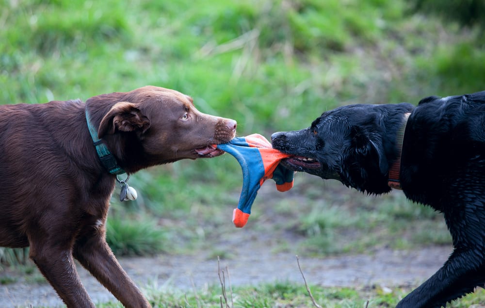 dogs fighting