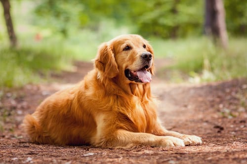 Golden retriever in the woods.