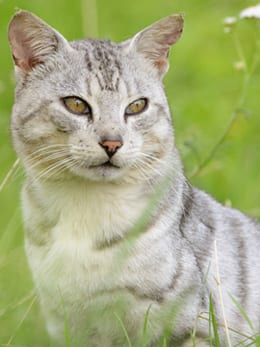 Grey Cat in Green Grass