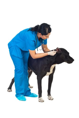 Professional Groomer Cleaning Dogs Ears