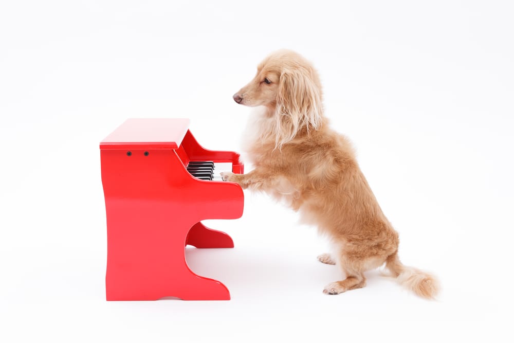 Dog trying to play the piano