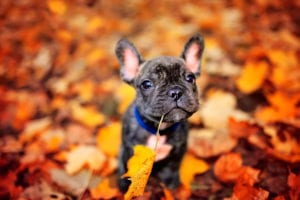 Fall dog grooming: Information on dog coats