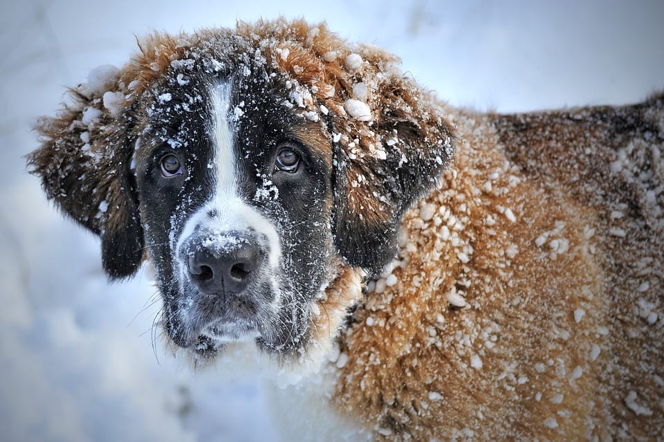 Dog Grooming in the Winter 