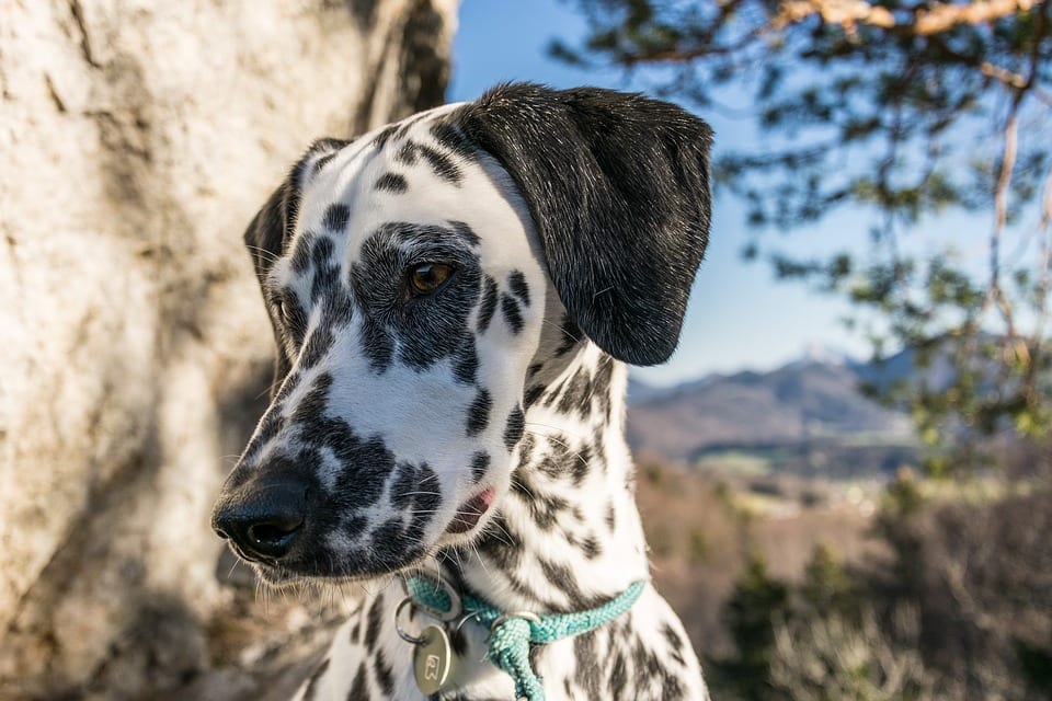 How Often Should I Take My Dog to the Groomer?