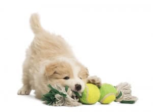 Benefits of Dog Daycare for Owners