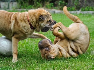 Dog Daycare Tempe, AZ - Dogs Require Daily Exercise