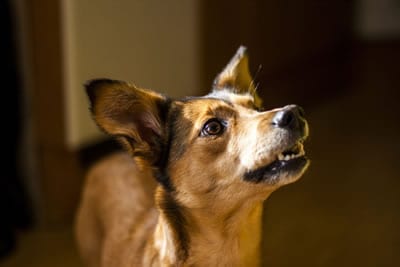 Preparing Your Pet For The Groomer