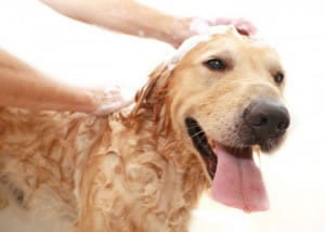 Professional Dog Groomer in Tempe, Arizona