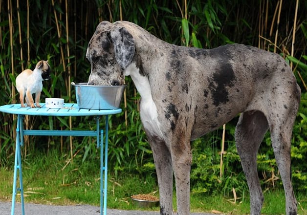 large and small dog