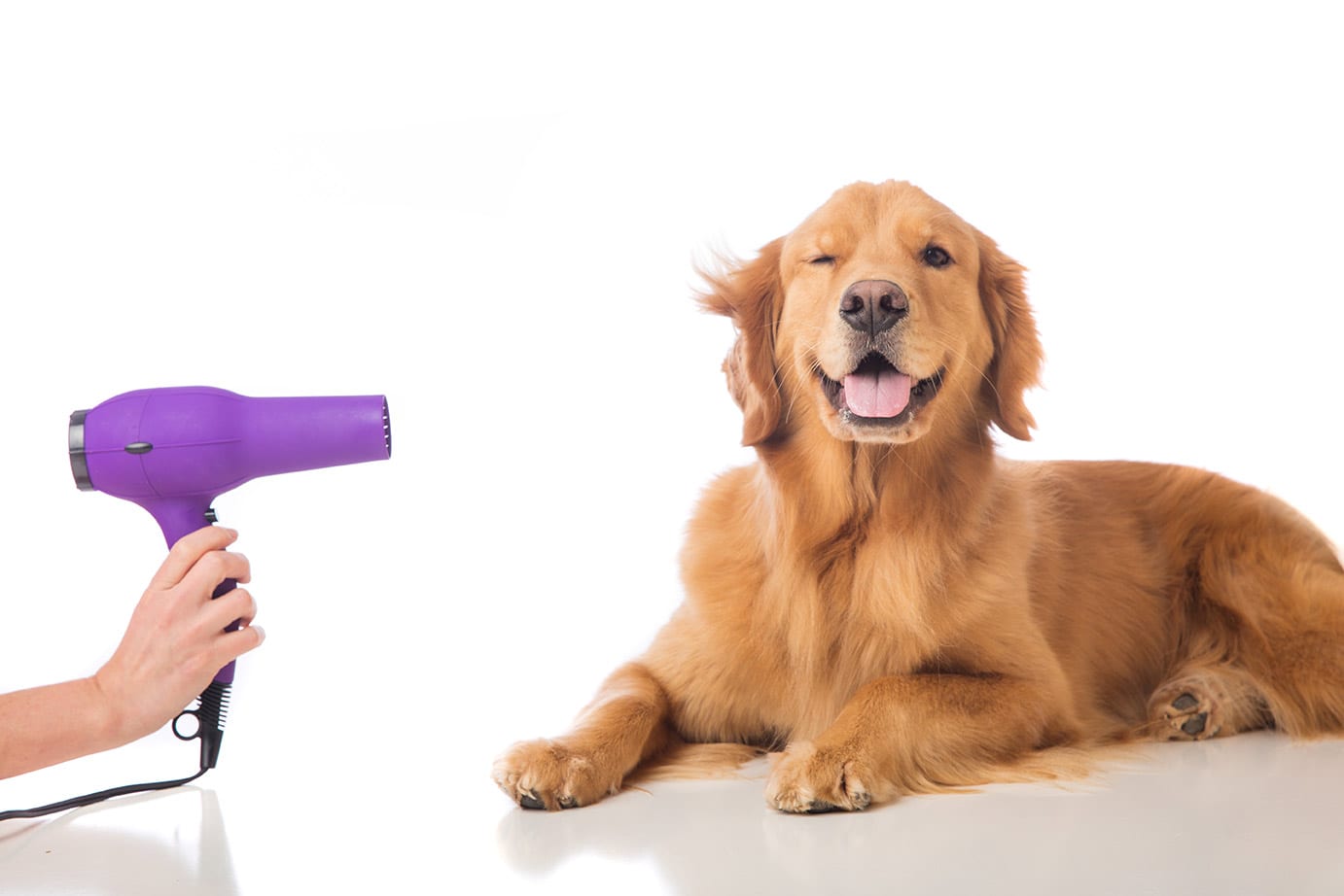 places to get your dog groomed