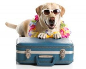 How To Pack for Dog Boarding: Is Your Pup Prepped? - Scottsdale Pet Hotel