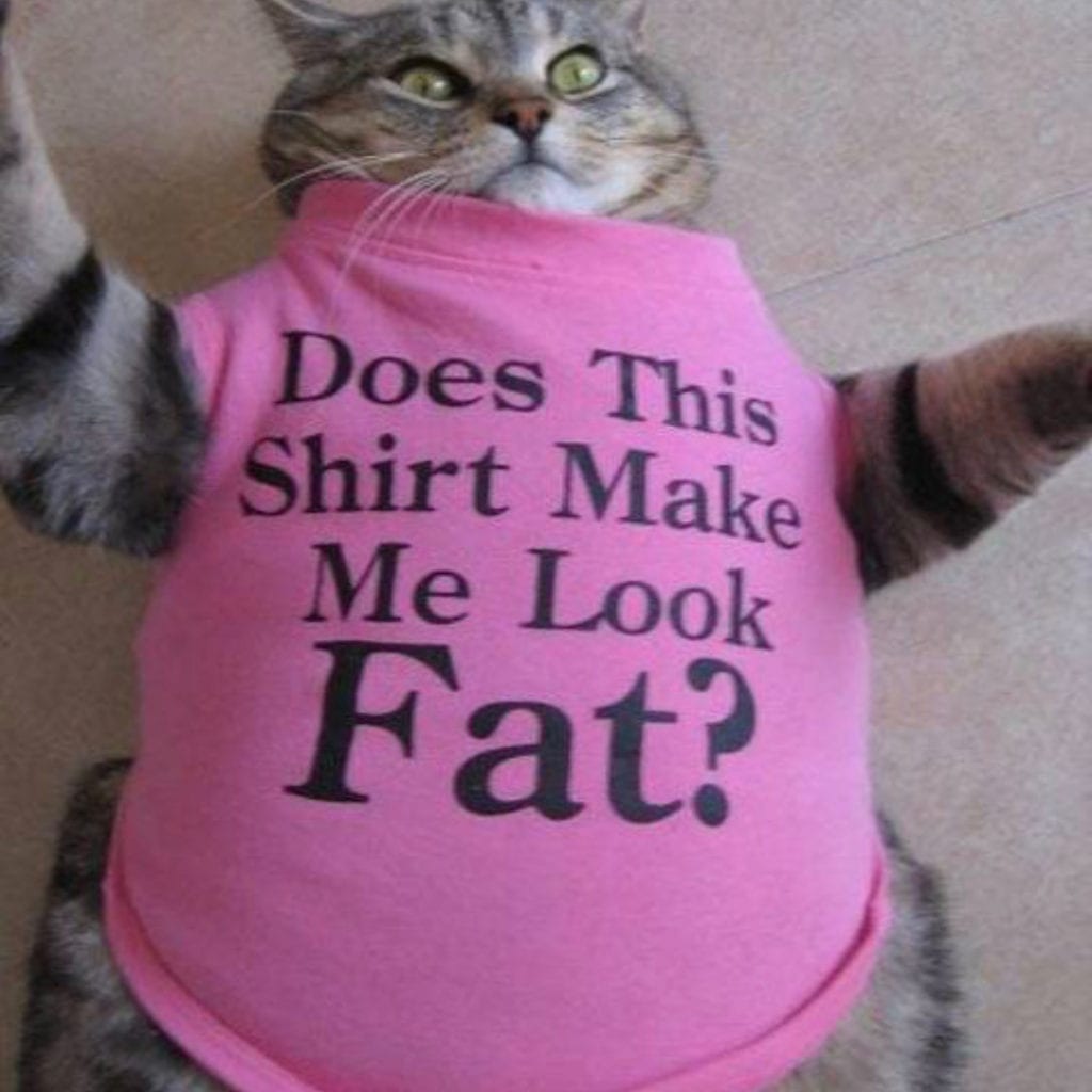 pet weight loss pet weight loss