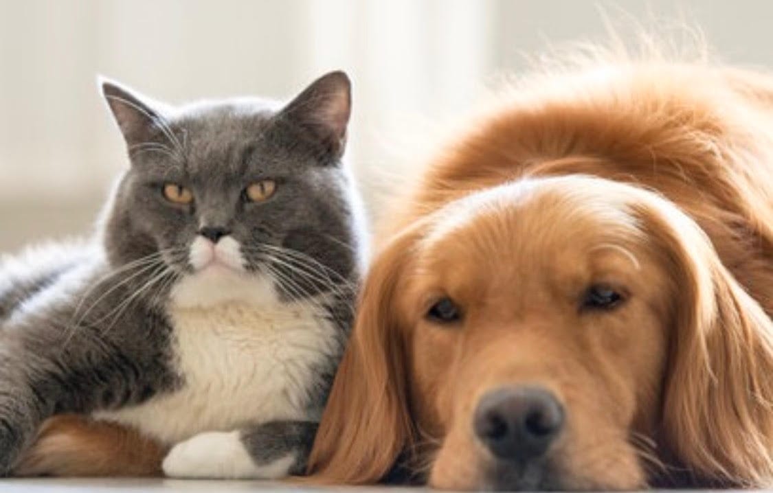 Can Cats And Dogs Live Together Scottsdale Pet Hotel
