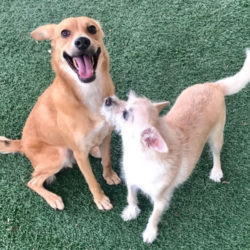 Dog Day Care at Scottsdale Pet Hotel