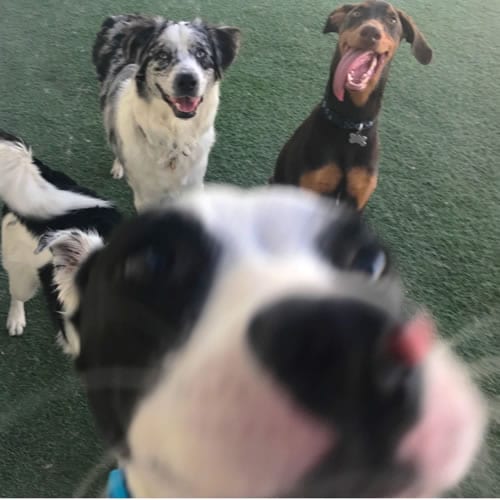 Dog Boarding - Dogs Playing - Scottsdale Pet Hotel