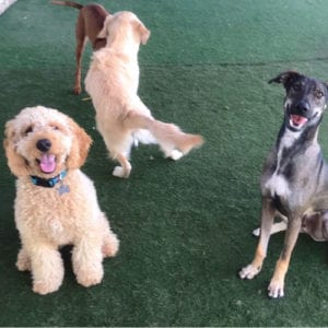 Dog Boarding - Dogs Happy - Scottsdale Pet Hotel