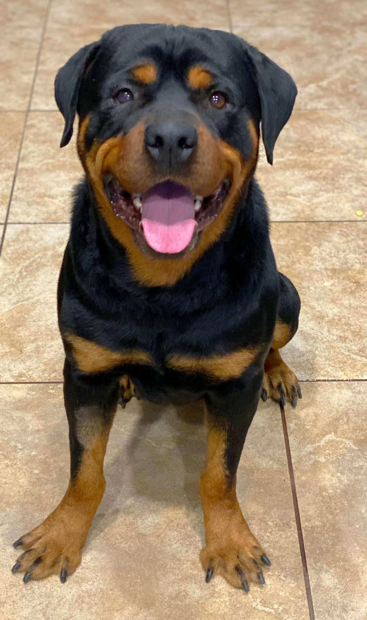 Is a Rottweiler Right for Me? Scottsdale Pet Hotel